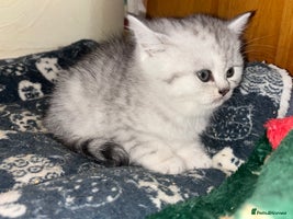 British Shorthair cats - Advert 11