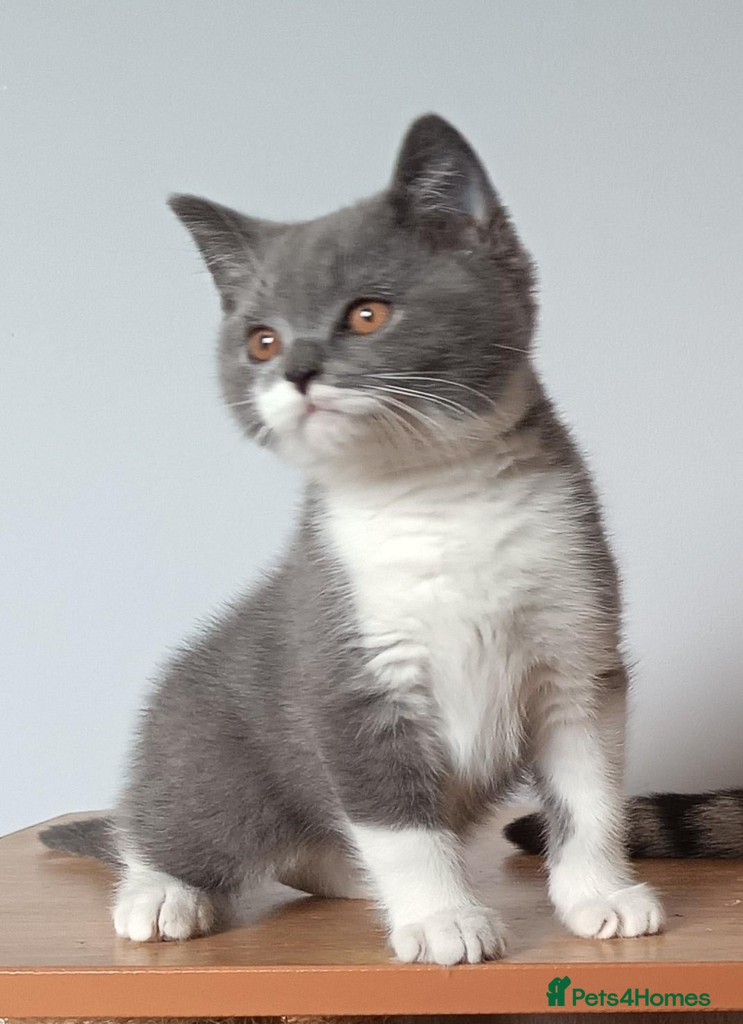 Scottish Fold cats Beautiful kittens - Advert 1