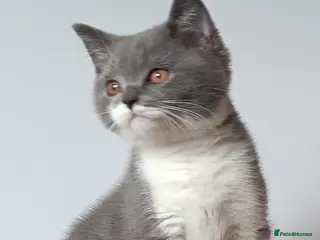 Scottish Fold cats Beautiful kittens - Advert 1