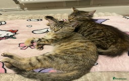 British Longhair cats for sale: Affectionate kittens ready for forever homes. - Image 3