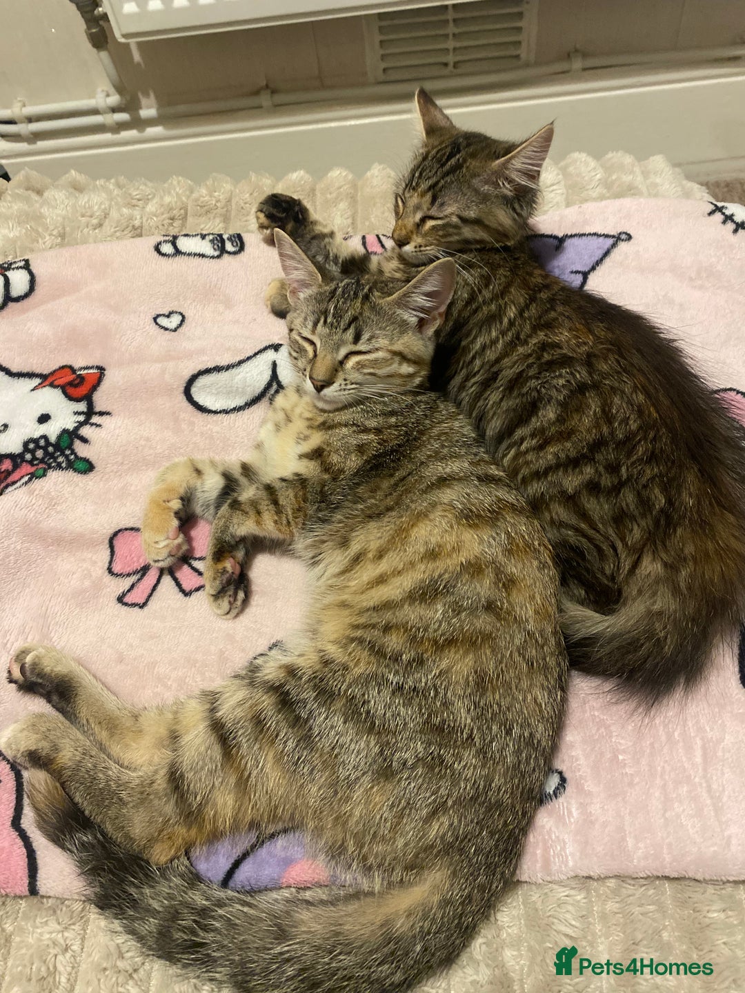 British Longhair cats for sale: Affectionate kittens ready for forever homes. - Image 3