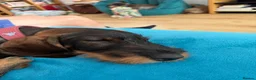 Dachshund dogs for sale: Whire haired dachshund puppy  - Advert 7