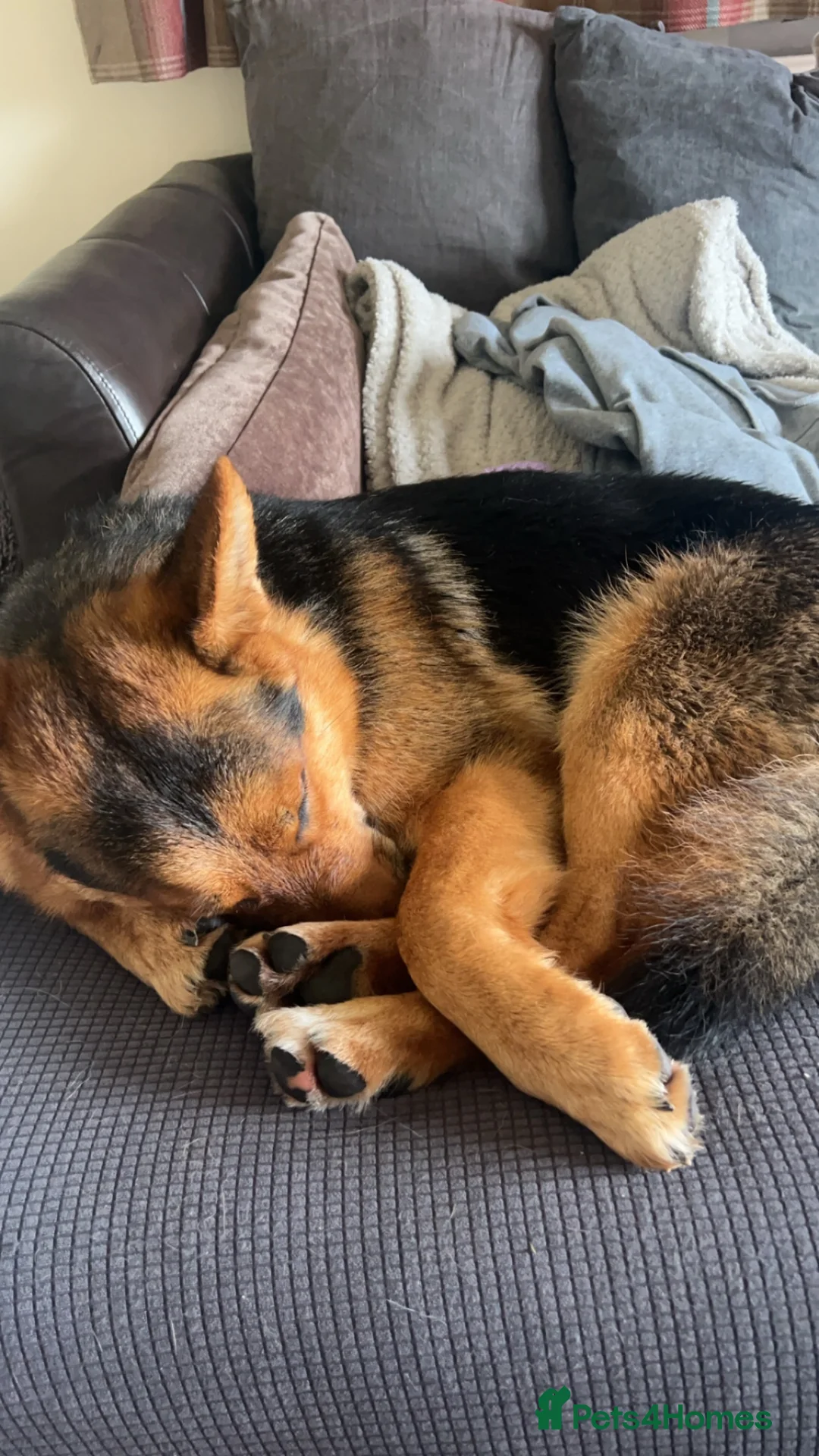 German Shepherd dogs for sale: Loving German Shepherd Male - Advert 10