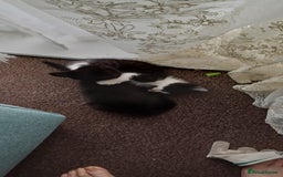 British Shorthair cats for sale: Beautiful kittens - Image 3
