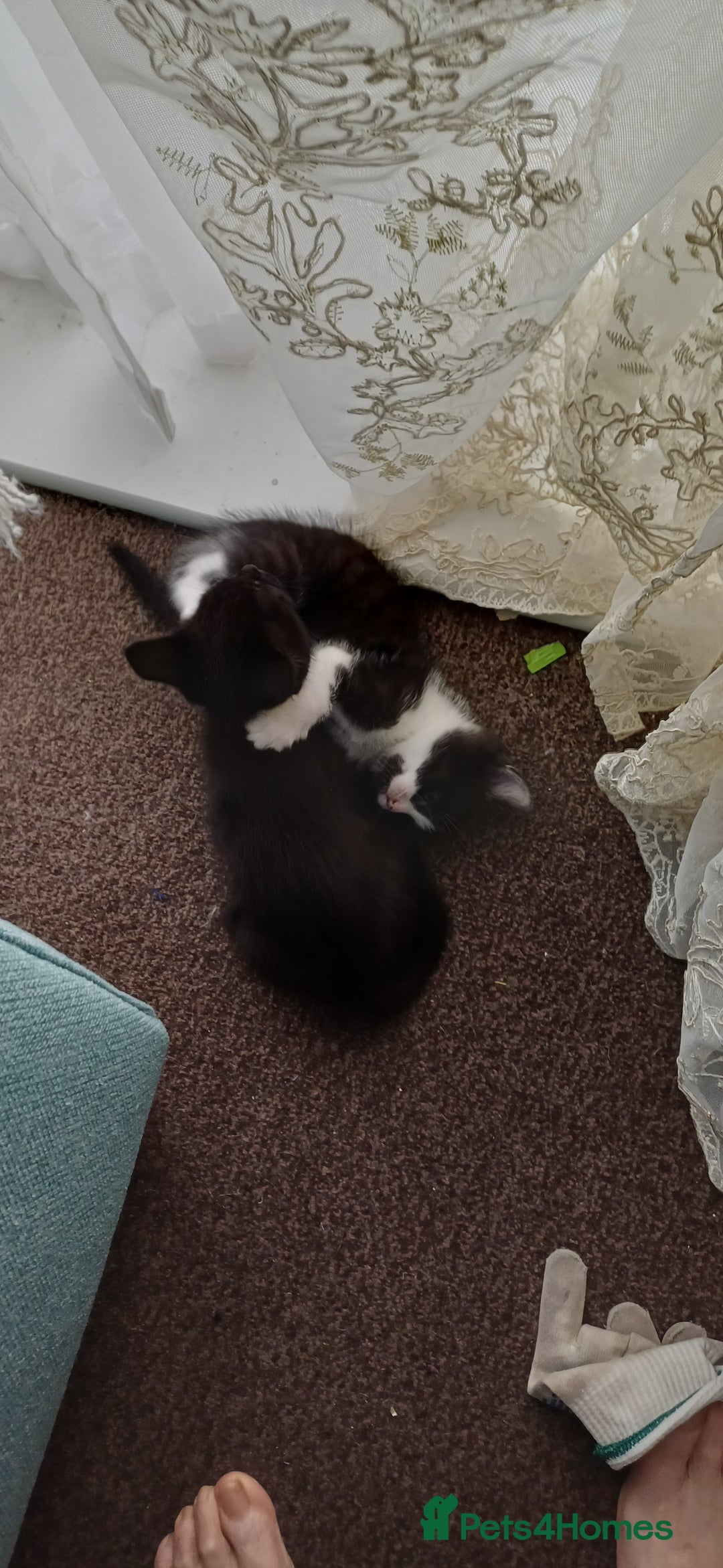British Shorthair cats for sale: Beautiful kittens - Image 3