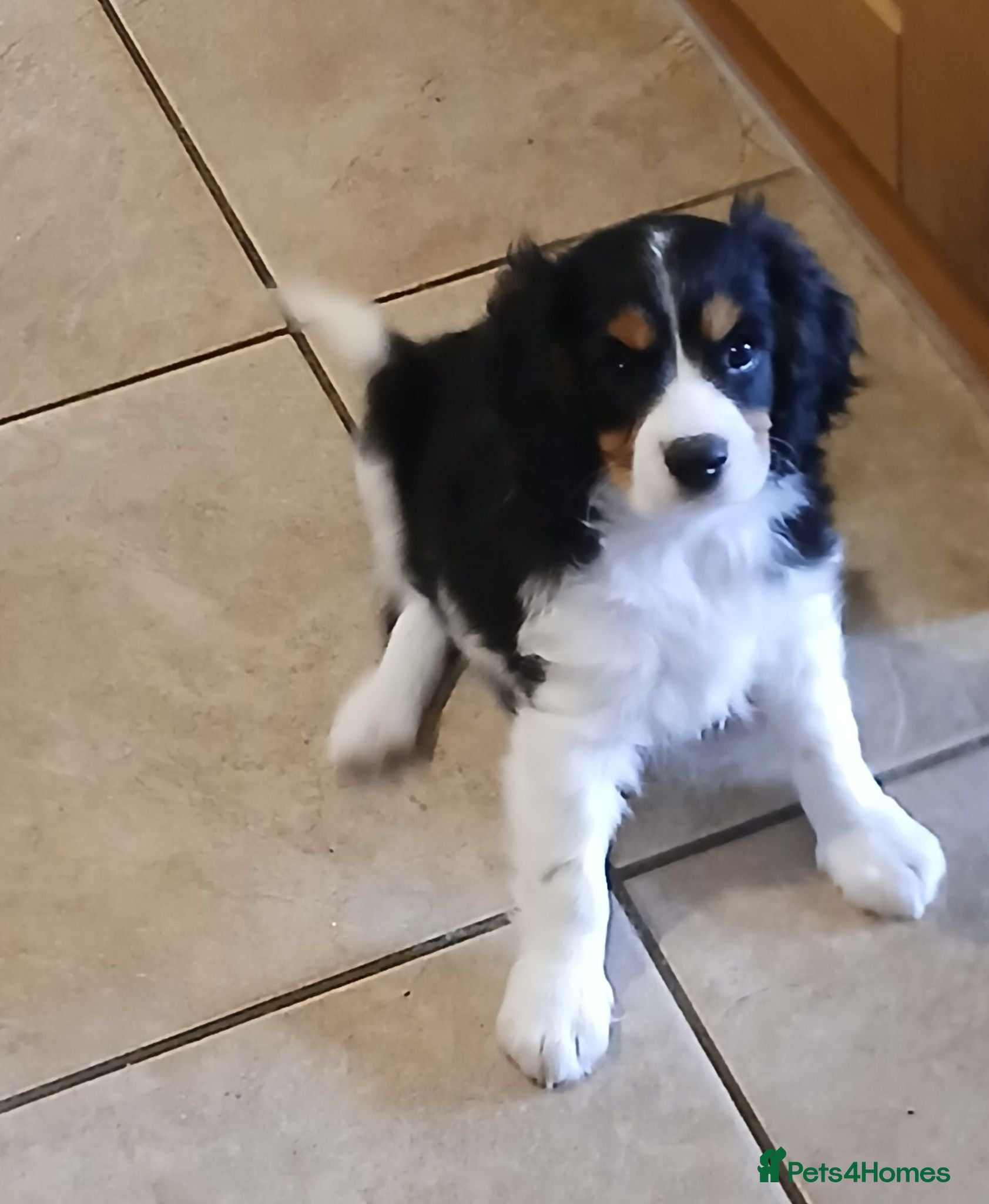 Cavalier King Charles Spaniel dogs Fully vaccinated Last two beautiful boys - Advert 1