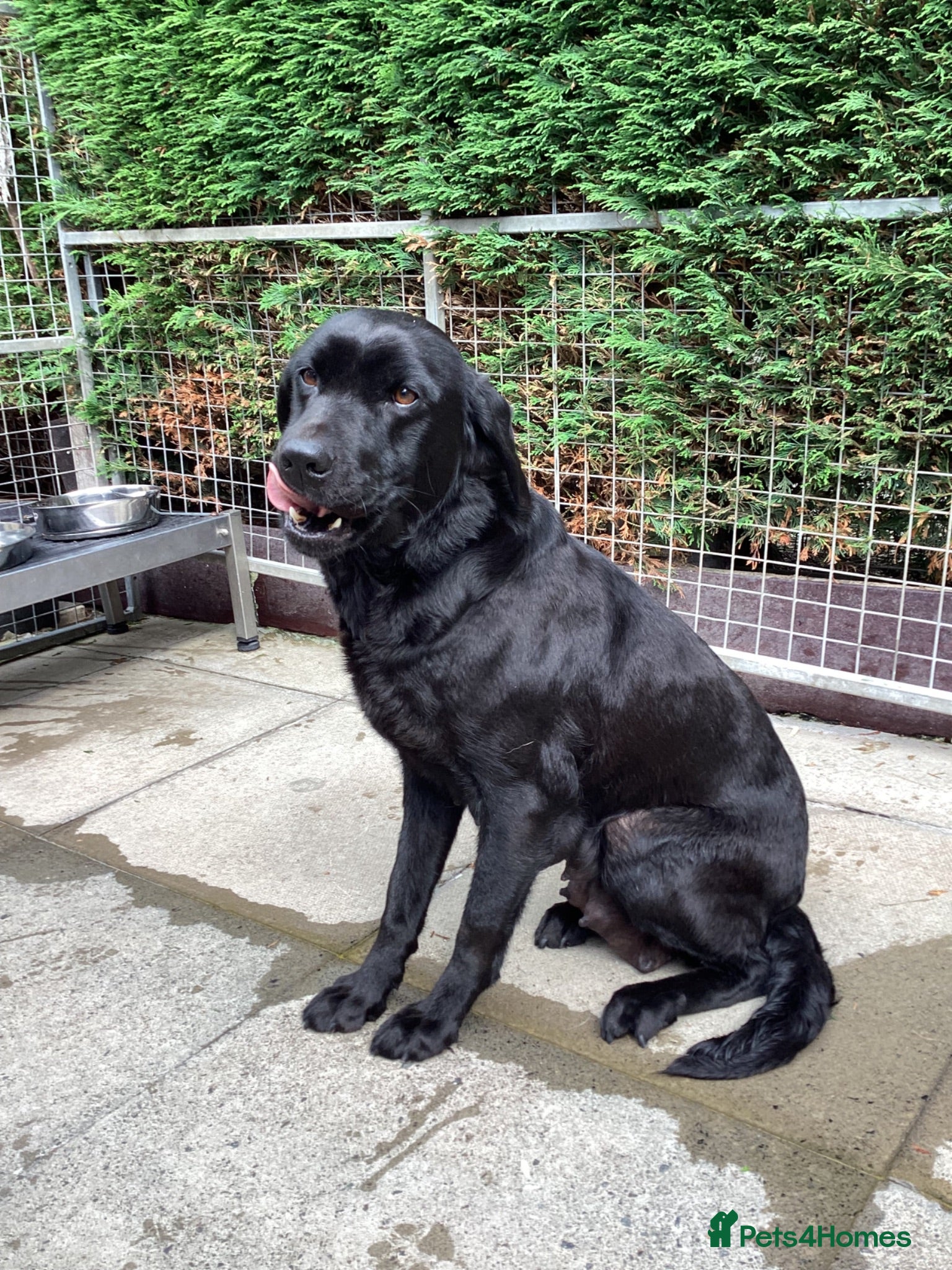 Labrador Retriever dogs Gorgeous litter - 3 sold already - Advert 1