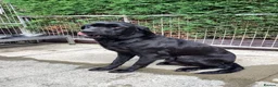 Labrador Retriever dogs for sale: Gorgeous litter - 3 sold already in Carluke - Advert 1