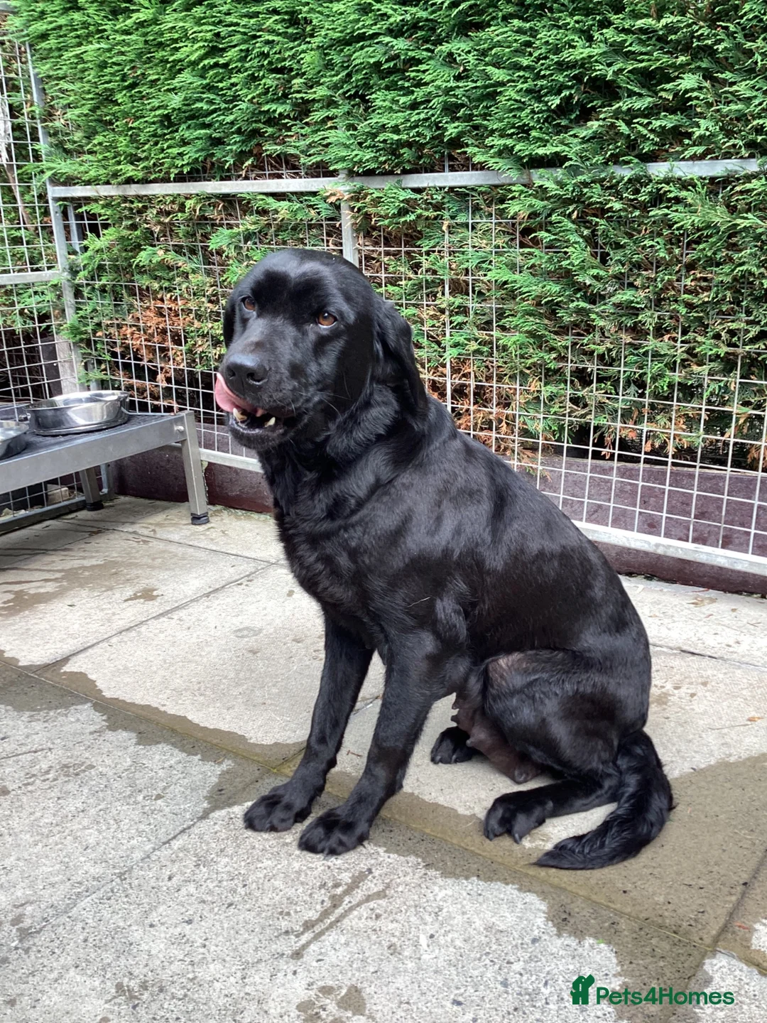 Labrador Retriever dogs for sale: Gorgeous litter - 3 sold already in Carluke - Advert 1