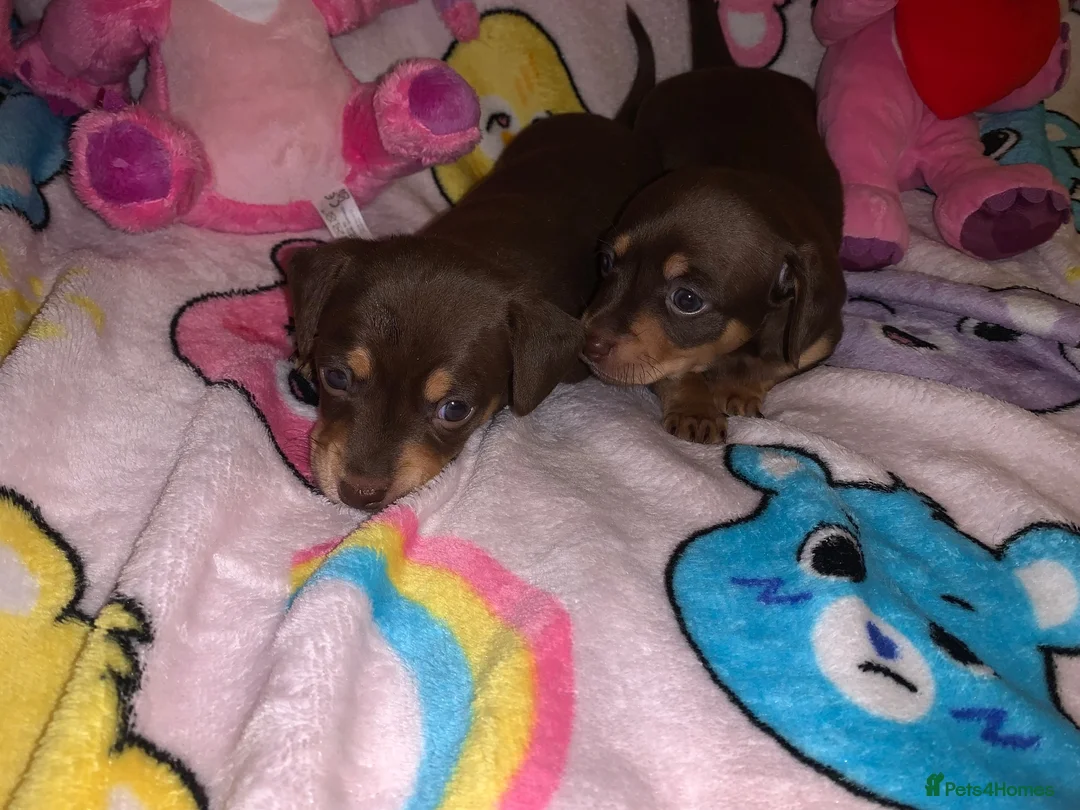 Miniature Dachshund dogs for sale: 2 girl miniature Dachshund  - Advert 1