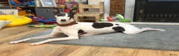 Whippet dogs for sale: Beautiful working whippets  - Advert 3