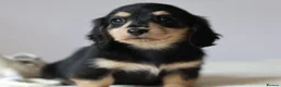 Miniature Dachshund dogs for sale: 5*Licensed+KCreg+PRAClear+Vetchecked+BLACK&CREAM - Advert 4