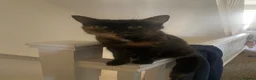 Mixed Breed cats for sale: 3 males kittens - Advert 1
