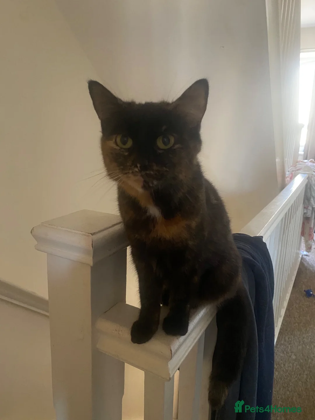 Mixed Breed cats for sale: 3 males kittens - Advert 1