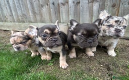 French Bulldog dogs for sale: 4 French bulldog puppies  - Image 2