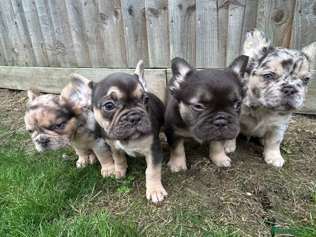 French Bulldog dogs for sale: 4 French bulldog puppies  - Image 2