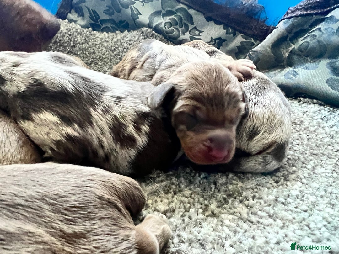 Miniature Dachshund dogs for stud: Long & Short Haired Studs – Mobile Available in Oldham - Advert 12