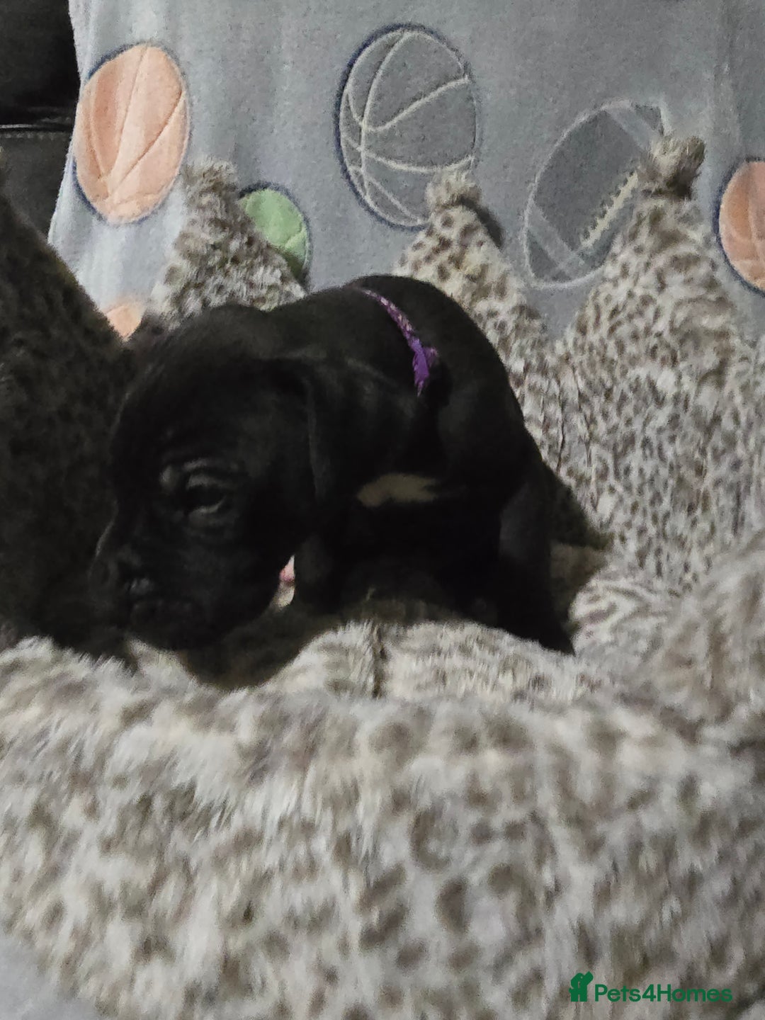 Great Dane dogs for sale: Beautiful great danes - Advert 3