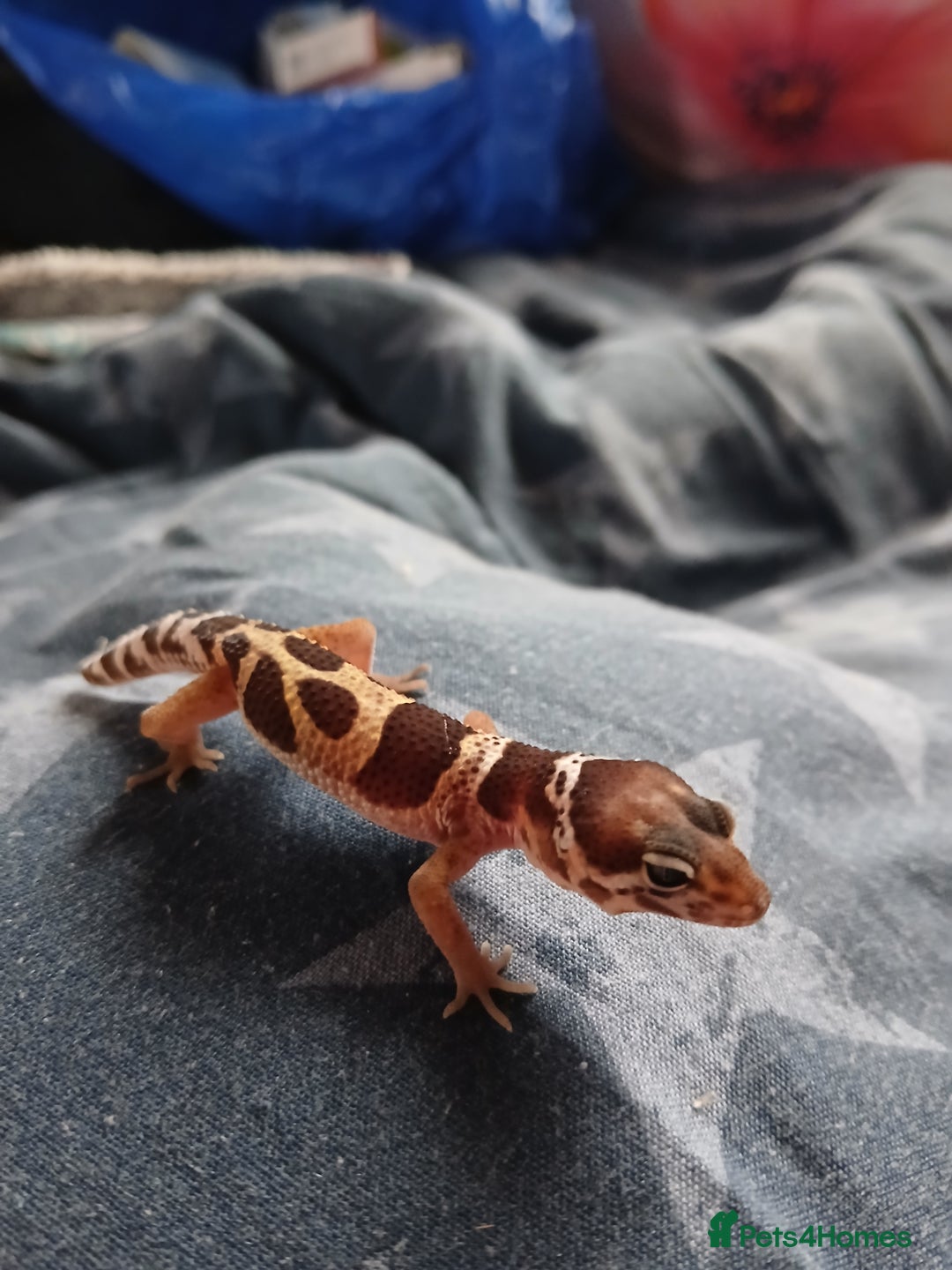 Leopard Gecko reptiles for sale: Leopard gecko for sale baby  - Advert 3
