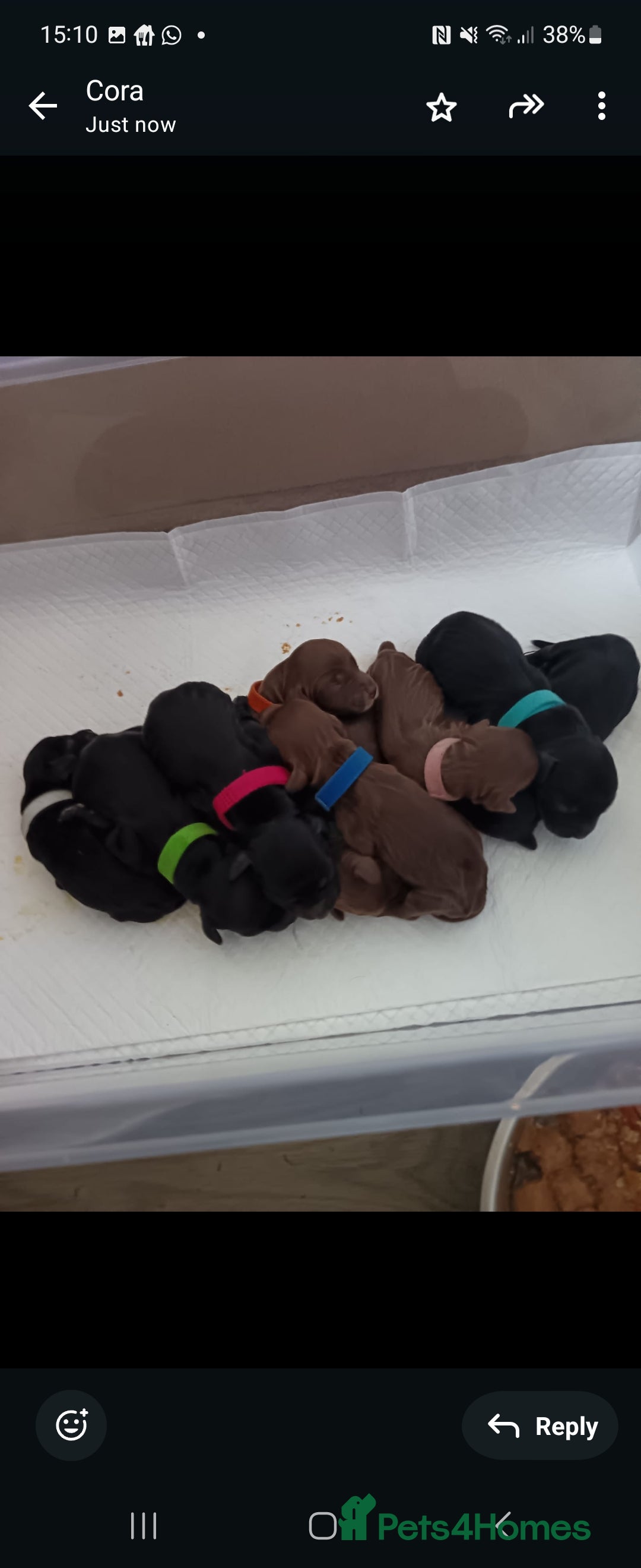 Cocker Spaniel dogs for sale: Cocker spaniel puppy's  - Image 1