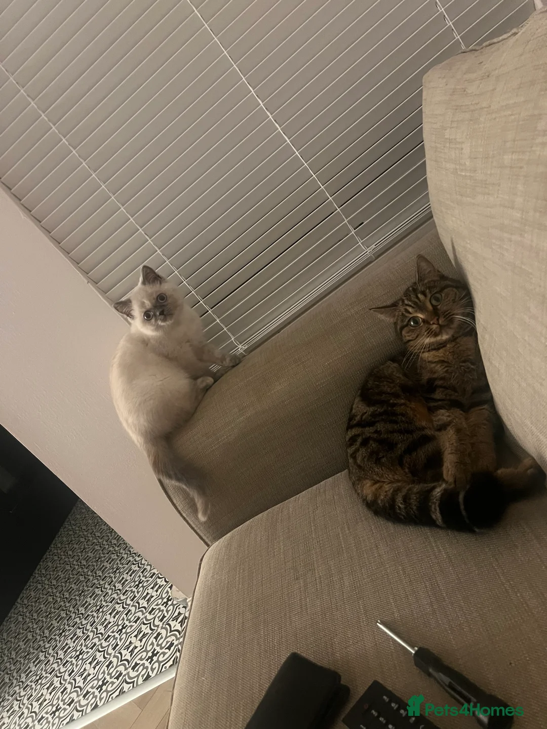 Persian cats for sale: Persian kitten in Watford - Advert 2