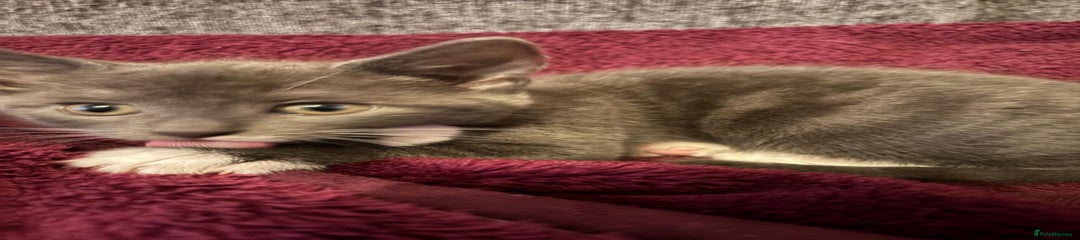 Mixed Breed Kitten 6