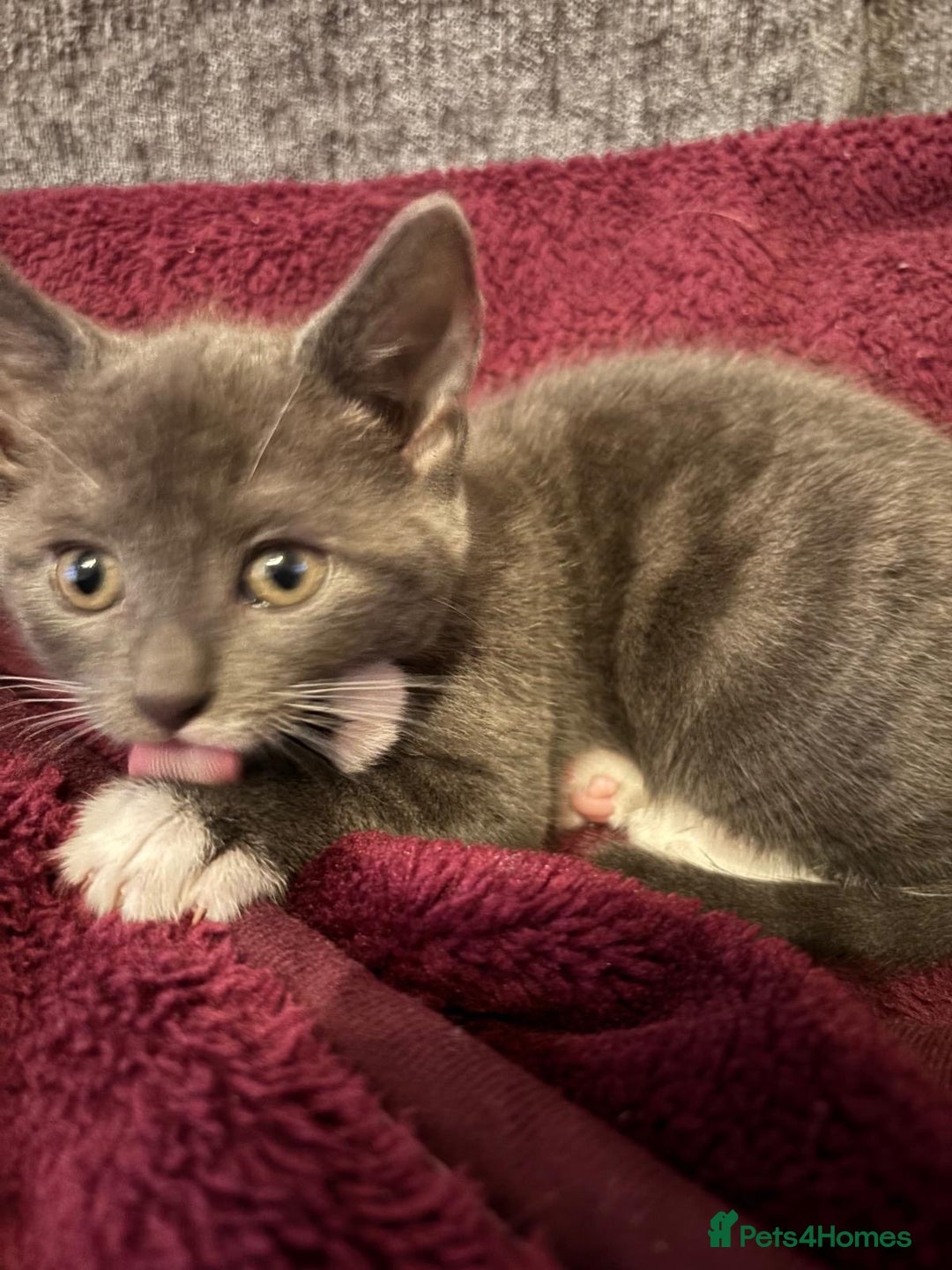 Mixed Breed cats for sale: 6 loving kittens looking for a new home. - Image 6