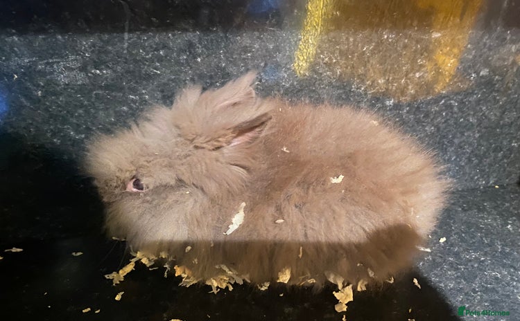 Lionhead rabbits - Advert 3