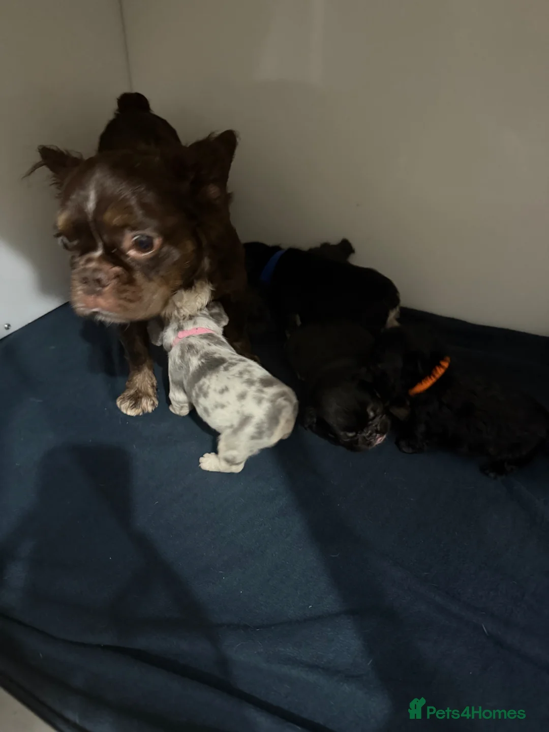 French Bulldog dogs for sale: Micro French bulldog puppies  - Advert 2