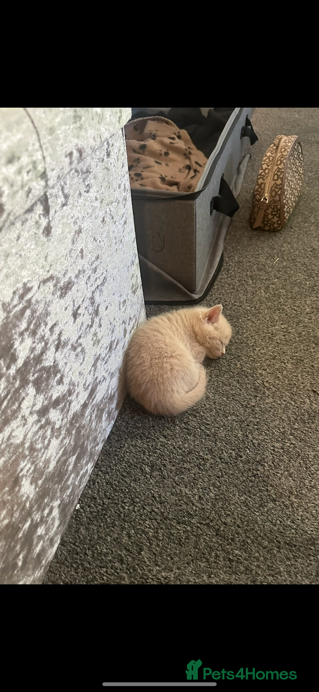 Mixed Breed cats for sale: Beautiful ginger kittens  - Image 8