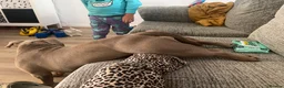 American Bulldog dogs for sale: Pocket bully for sale  in Bridgend - Advert 7
