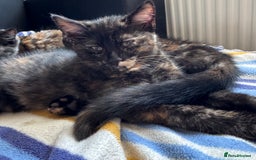 Mixed Breed cats for sale: 3 beautiful kittens for sale  - Image 5