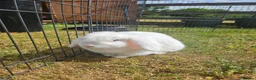 Mini Lop rabbits for sale: 🧡 Female Purebred mini lop 🧡 - Advert 3