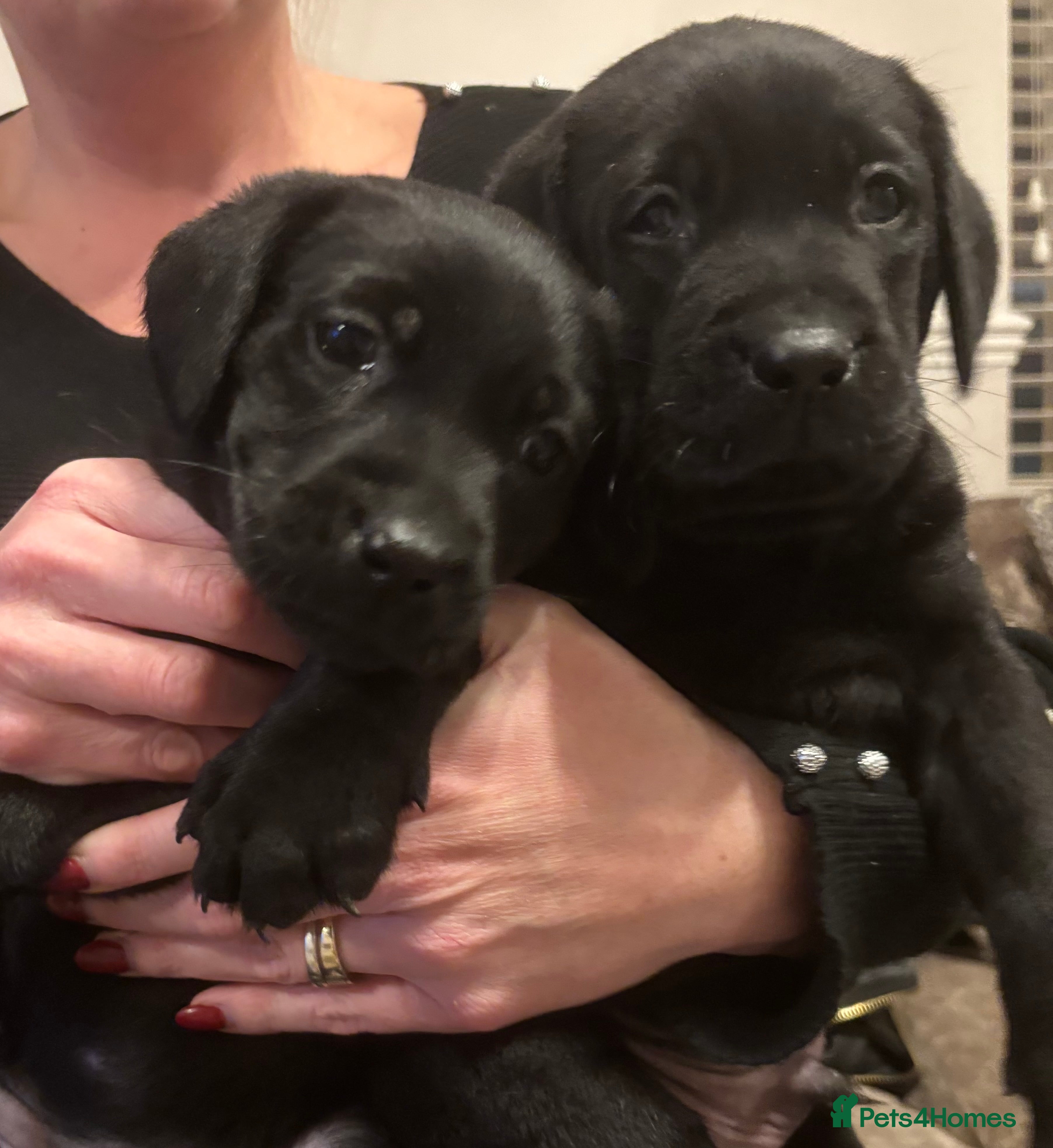 Labrador Retriever dogs 7 beautiful Labrador puppies red and black  - Advert 6