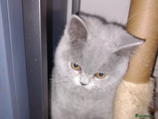 British Shorthair cats Championship Bloodline Blue BSH GCCF - Advert 1