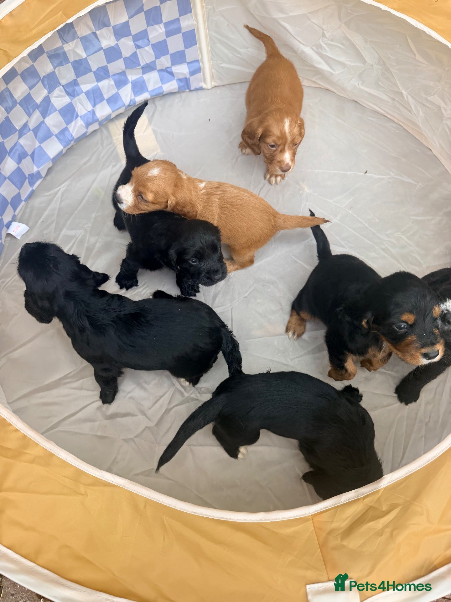 Cocker Spaniel dogs Cocker spaniel puppy’s  - Advert 14