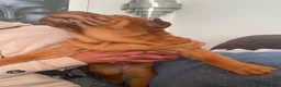 Shar Pei dogs for sale: 🐾💕 LAST LITTLE KC SHAR PEI GIRL 💕🐾 - Advert 5