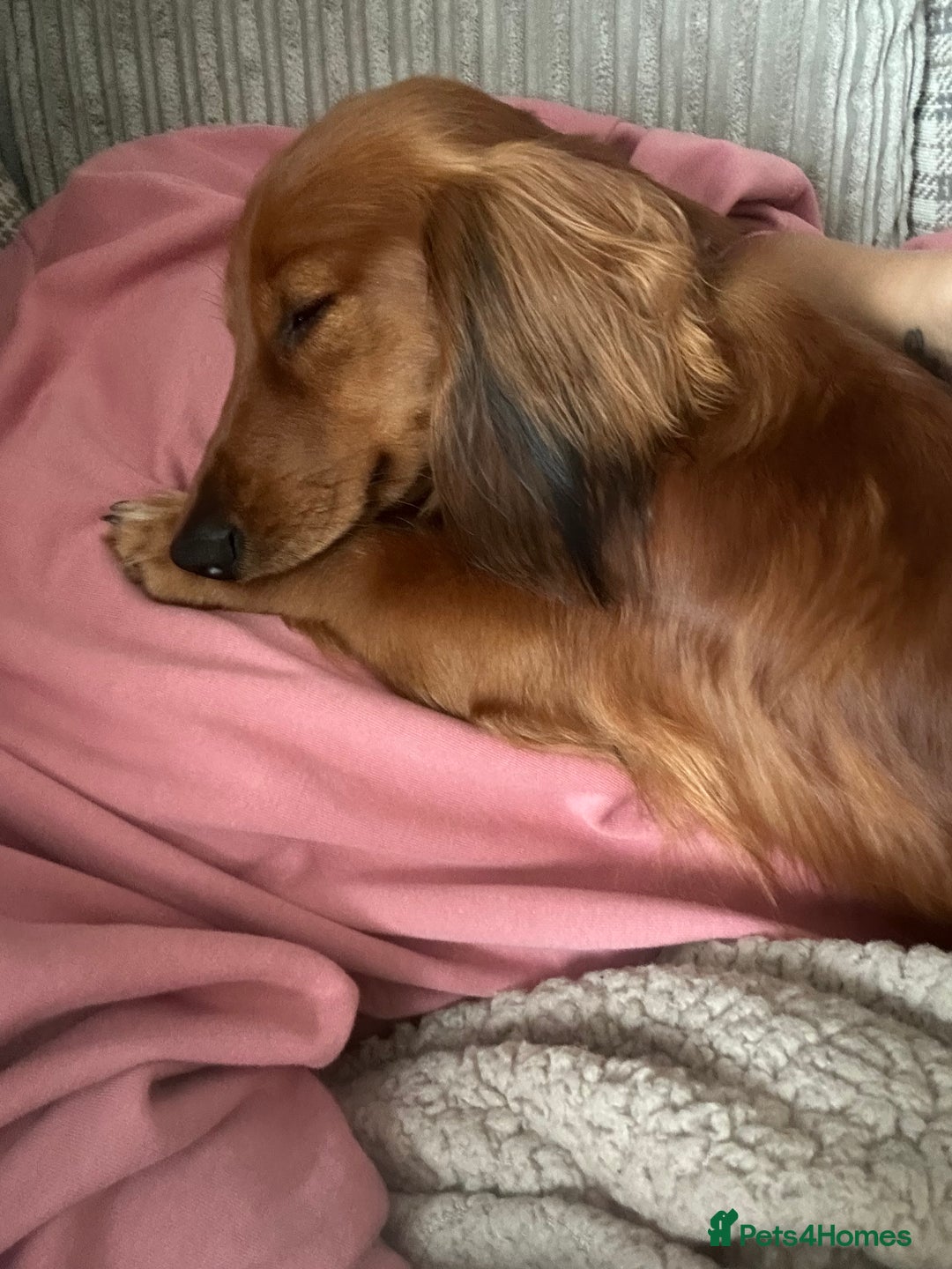 Miniature Dachshund dogs for sale: Gorgeous cheeky Cooper - Advert 6