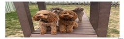 Toy Poodle dogs for stud: Kc Health tested fox red Toy poodle for stud - Advert 10