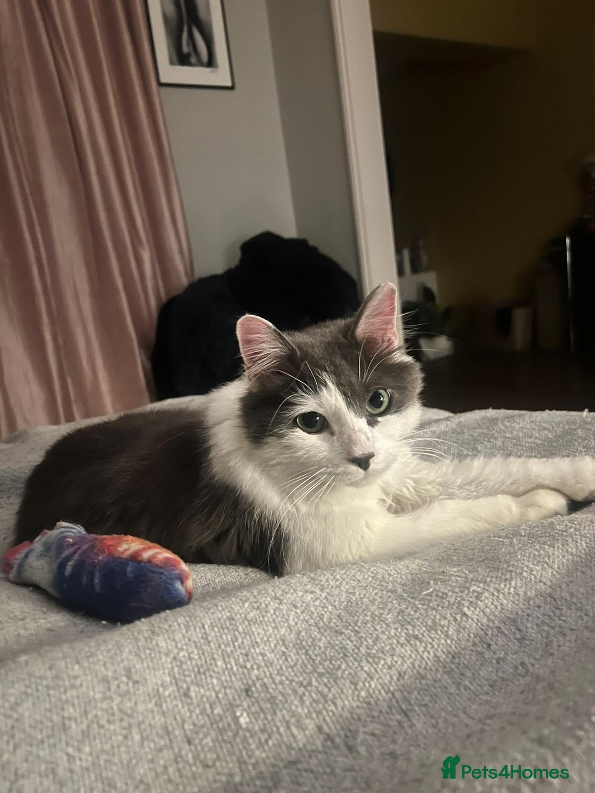 Mixed Breed cats Floyd is urgently looking for a home - Advert 3