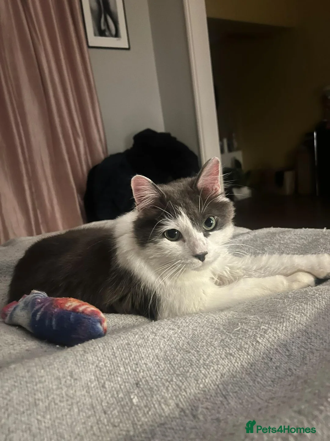 Mixed Breed cats for adoption: Floyd is urgently looking for a home - Advert 1