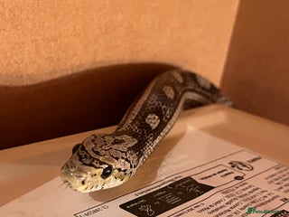 Corn Snake reptiles - Advert 1