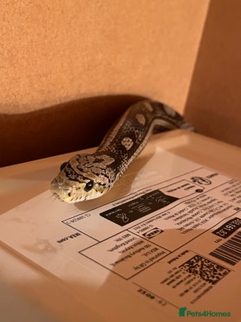 Corn Snake reptiles - Advert 1