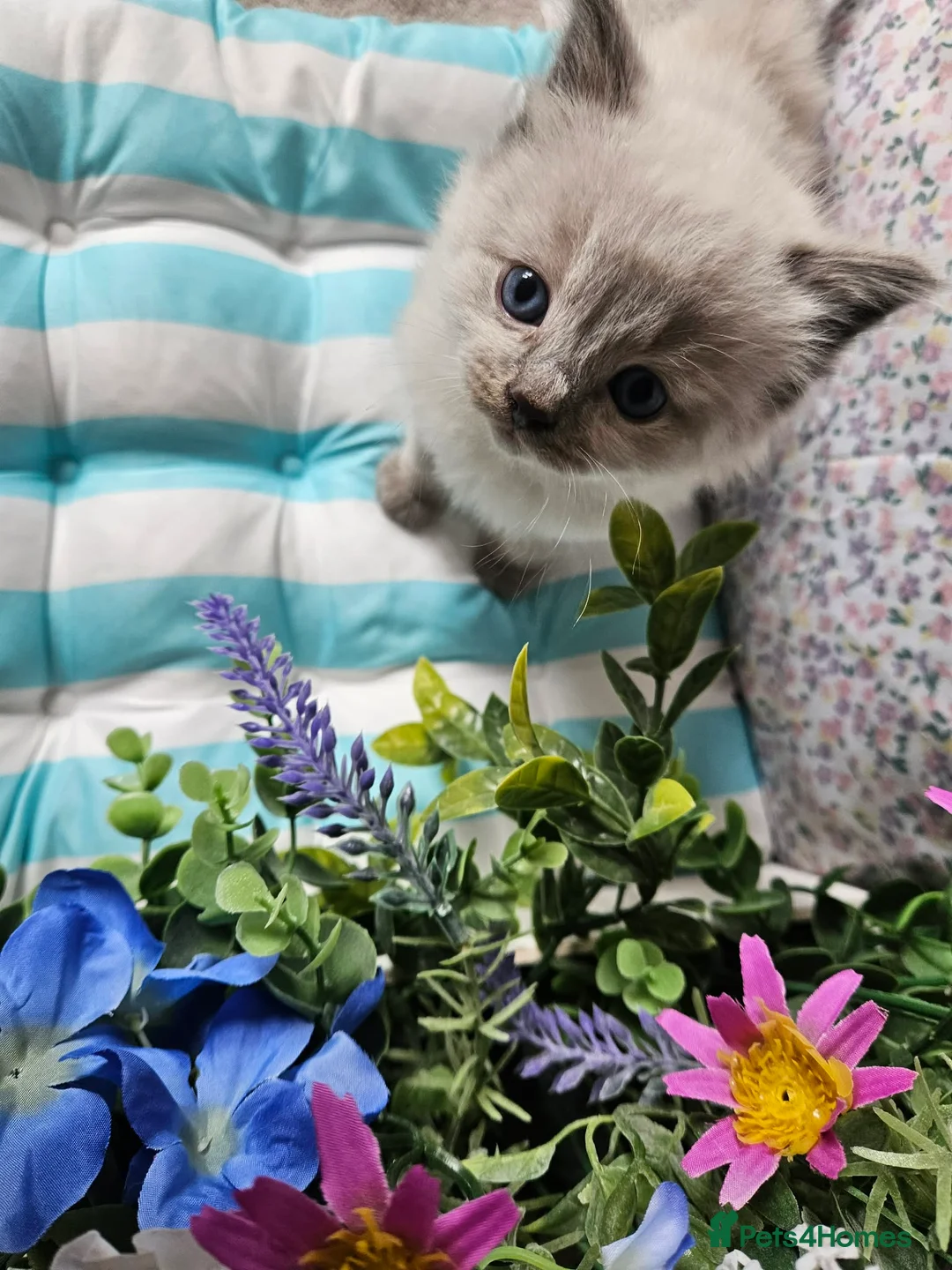 Ragdoll cats for sale: Ragdoll - Advert 1
