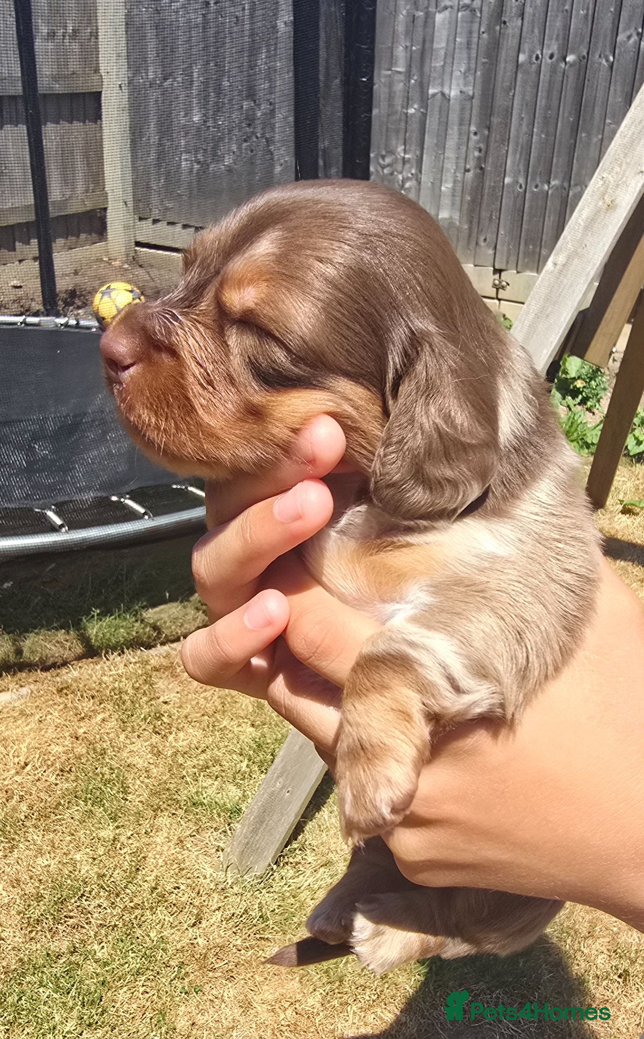 Miniature Dachshund dogs Beautiful Longhair Miniature Dachshund girl - Advert 6