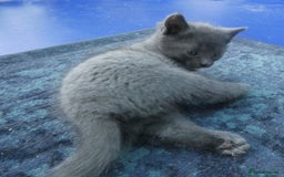 Russian Blue cats for sale: Pure Russian Blue Kittens, 3 girls, 1 boy - Image 9