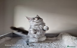 Maine Coon cats for sale: 🎀Females- MAINE COON🎀 - Advert 1