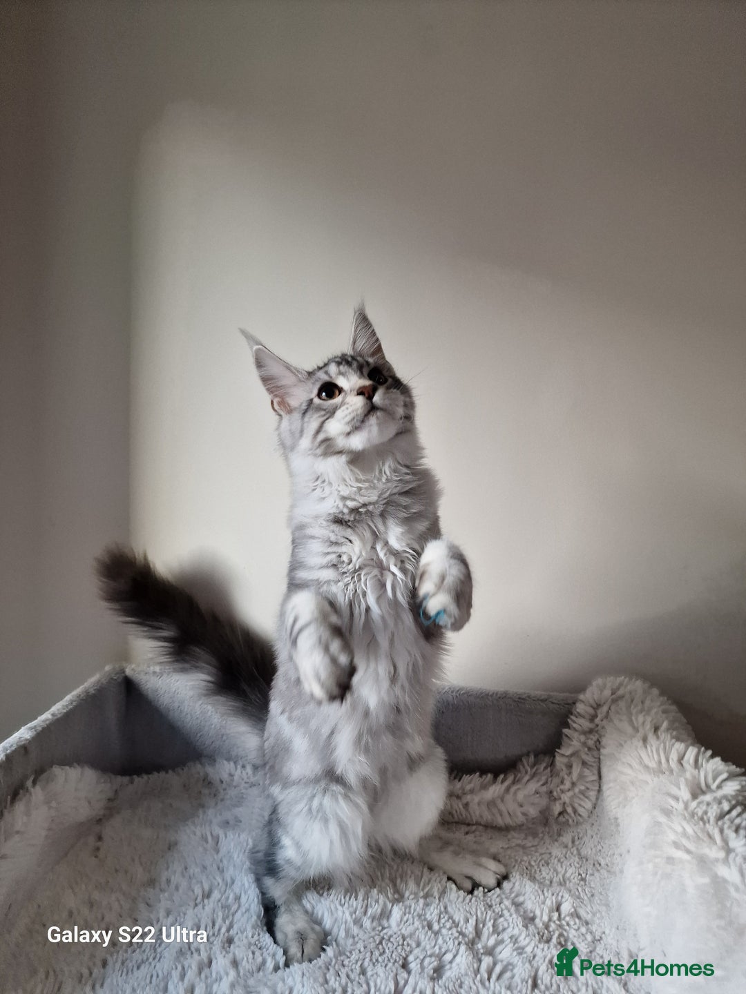 Maine Coon cats for sale: 🎀Females- MAINE COON🎀 - Advert 1