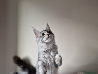 Maine Coon cats 🎀Females- MAINE COON🎀 - Advert 1