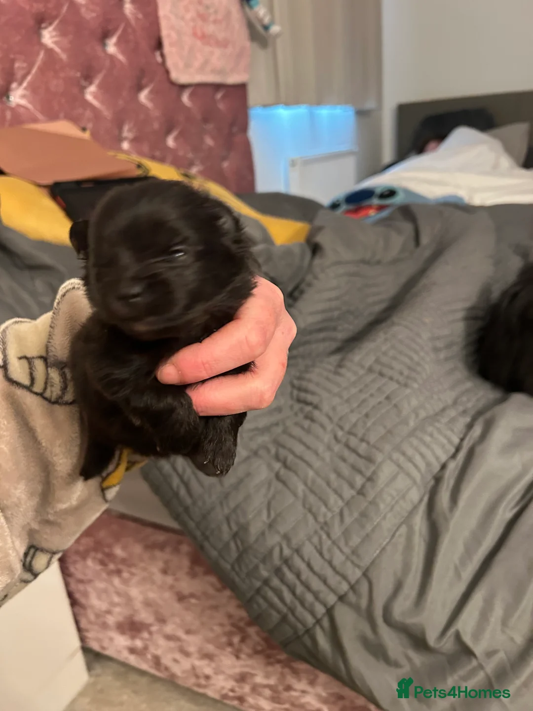 Pomeranian dogs for sale: Beautiful full Pomeranian  - Advert 14